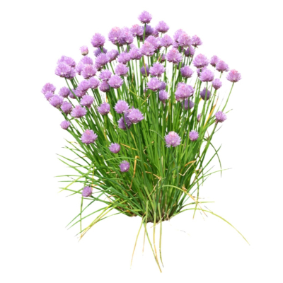 现代2d花草植物组件免费su模型(1)