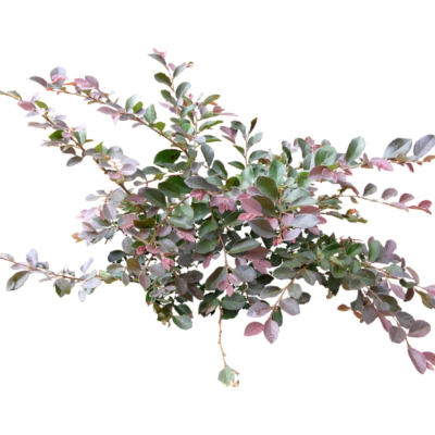 现代2d花草植物组件免费su模型(1)