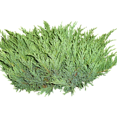 现代2d花草植物组件免费su模型(1)