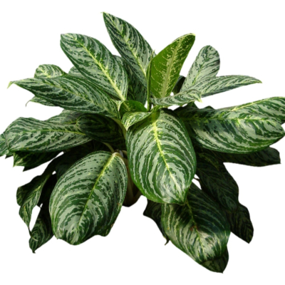 现代2d花草植物组件免费su模型(1)