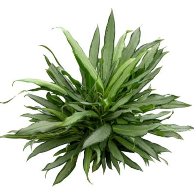 现代2d花草植物组件免费su模型(1)