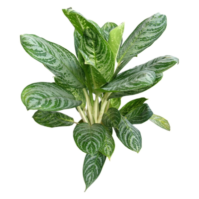 现代2d花草植物组件免费su模型(1)