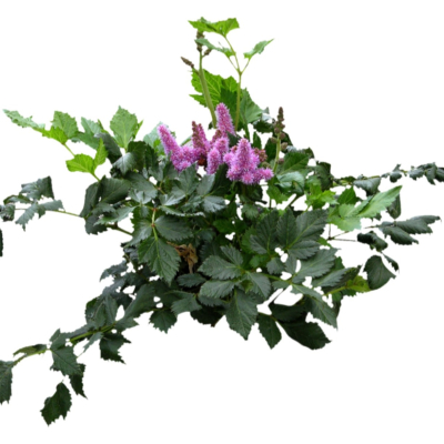 现代2d花草植物组件免费su模型(1)