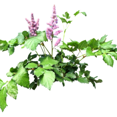 现代2d花草植物组件免费su模型(1)