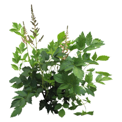 现代2d花草植物组件免费su模型(1)
