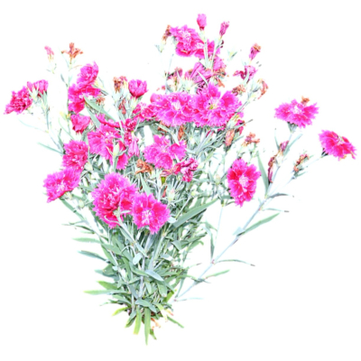 现代2d花草植物组件免费su模型(1)