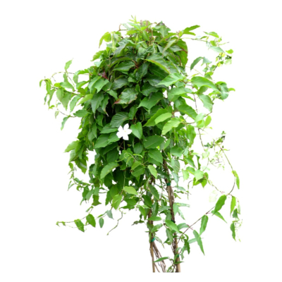 现代2d花草植物组件免费su模型(1)