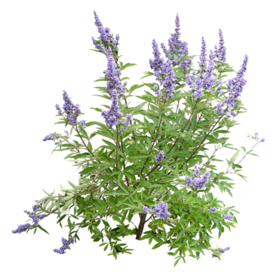 现代2d花草植物组件免费su模型(1)
