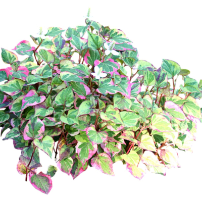 现代2d花草植物组件免费su模型(1)
