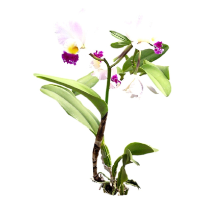 现代2d花草植物组件免费su模型(1)