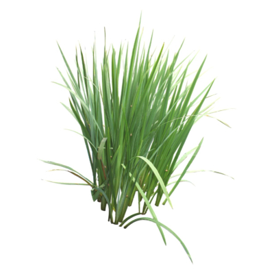现代2d花草植物组件免费su模型(1)