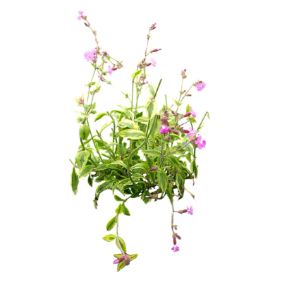 现代2d花草植物组件免费su模型(1)
