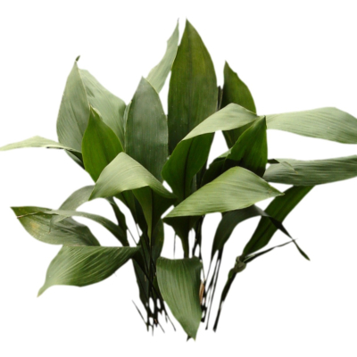 现代2d花草植物组件免费su模型(1)