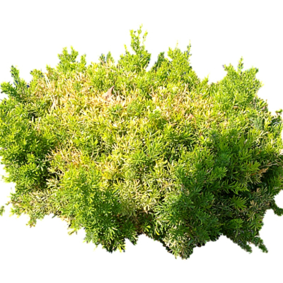 现代2d花草植物组件免费su模型(1)