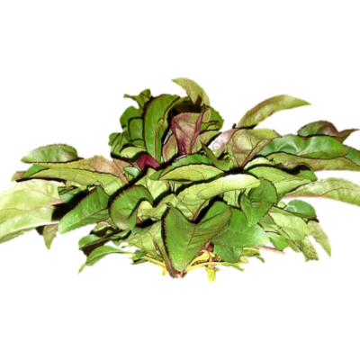 现代2d花草植物组件免费su模型(1)