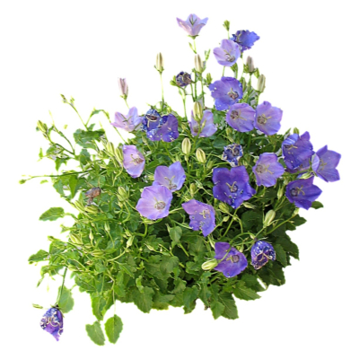 现代2d花草植物组件免费su模型(1)