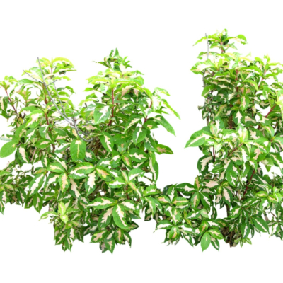 现代2d花草植物组件免费su模型(1)