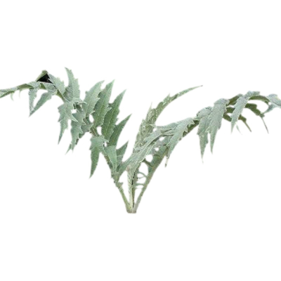 现代2d花草植物组件免费su模型(1)