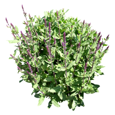 现代2d花草植物组件免费su模型(1)