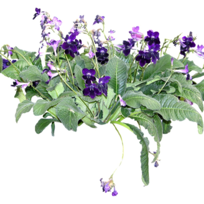 现代花草植物免费su模型(1)