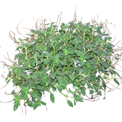现代2d花草植物组件免费su模型(1)