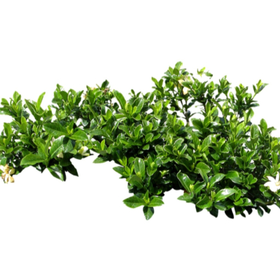 现代2d花草植物组件免费su模型(1)