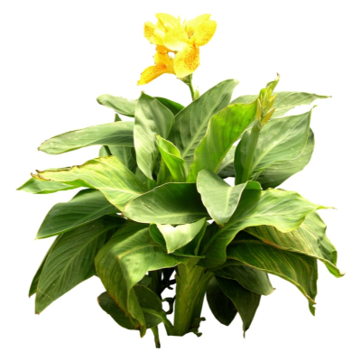 现代2d花草植物组件免费su模型(1)