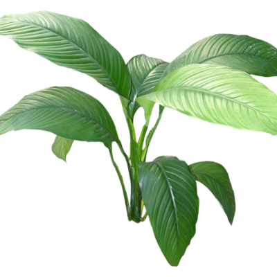 现代2d花草植物组件免费su模型(1)