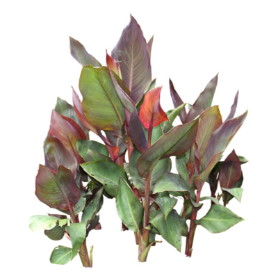 现代2d花草植物组件免费su模型(1)