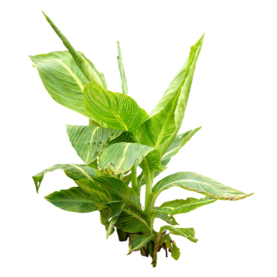 现代花草植物免费su模型(1)