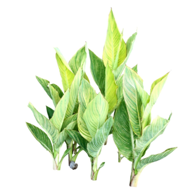 现代花草植物免费su模型(1)