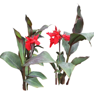 现代花草植物免费su模型(1)