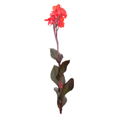 现代花草植物免费su模型(1)