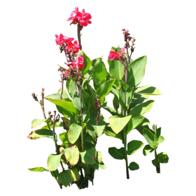 现代花草植物免费su模型(1)