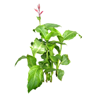 现代花草植物免费su模型(1)