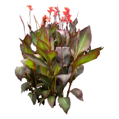 现代花草植物免费su模型(1)