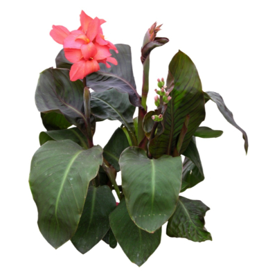现代花草植物免费su模型(1)