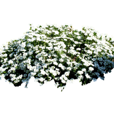 现代花草植物免费su模型(1)