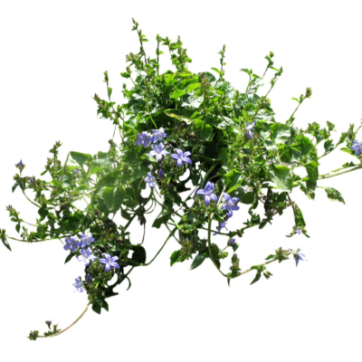 现代花草植物免费su模型(1)