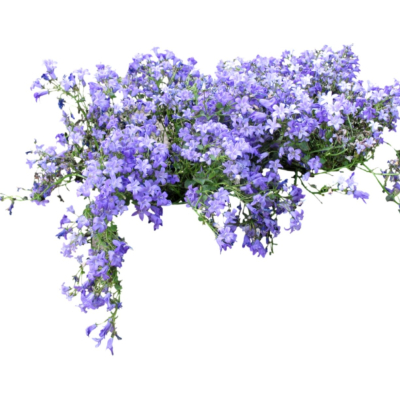 现代花草植物免费su模型(1)