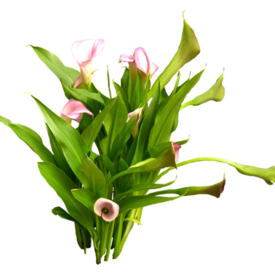 现代花草植物免费su模型(1)