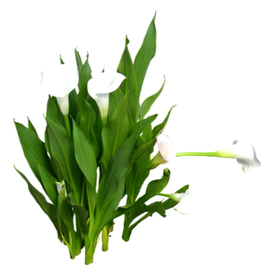 现代花草植物免费su模型(1)