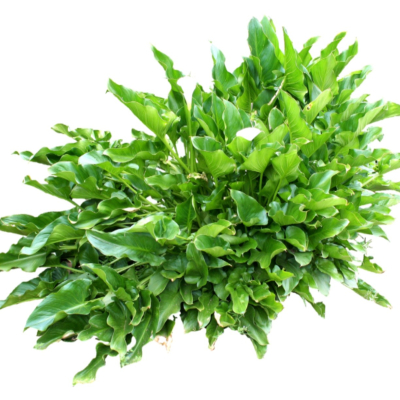 现代花草植物免费su模型(1)