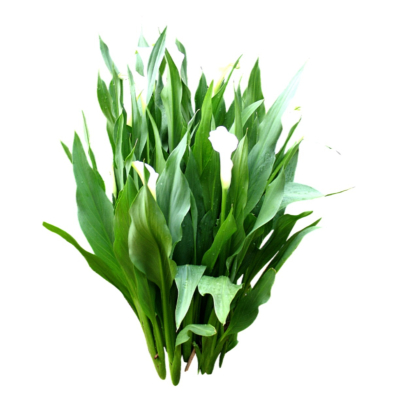 现代花草植物免费su模型(1)