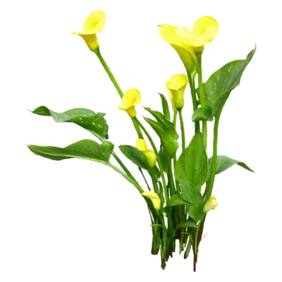 现代花草植物免费su模型(1)