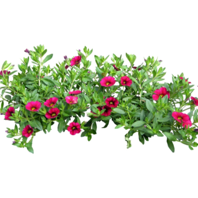 现代花草植物免费su模型(1)