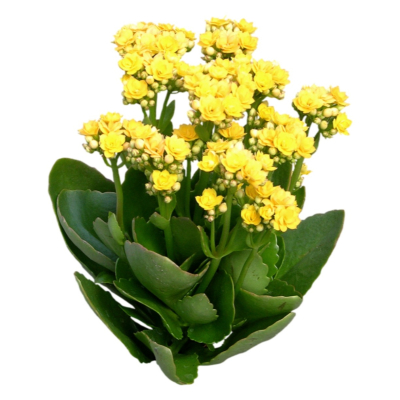 现代花草植物免费su模型(1)