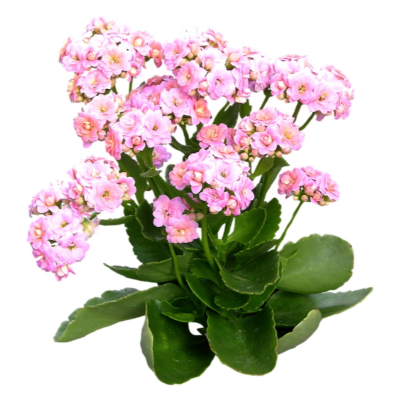 现代花草植物免费su模型(1)