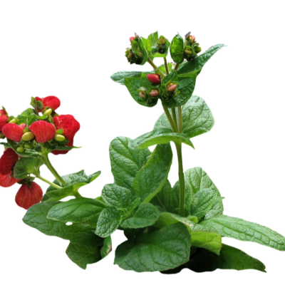现代花草植物免费su模型(1)