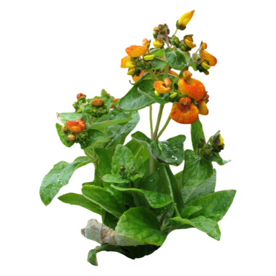 现代花草植物免费su模型(1)